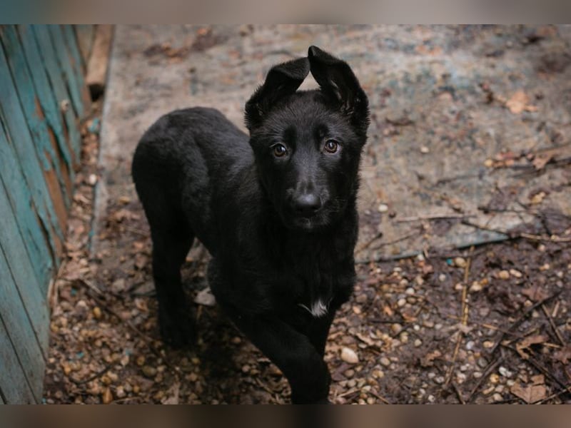 Welpe NERINO - der süße Racker freut sich auf spannende Abenteuer mit seinen Menschen!