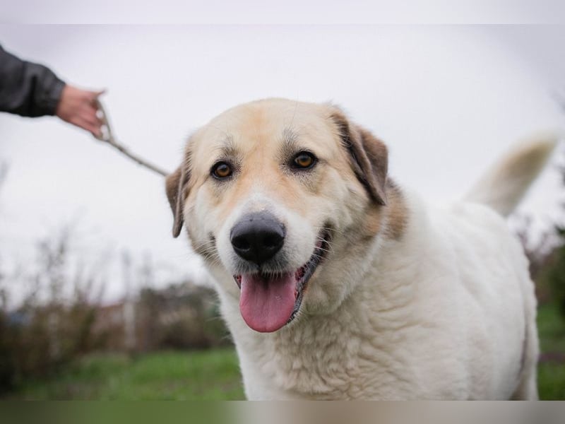 KAMILA - ruhige, nette und besonnene Herdenschutz-Mix-Hündin sucht erfahrene Familie