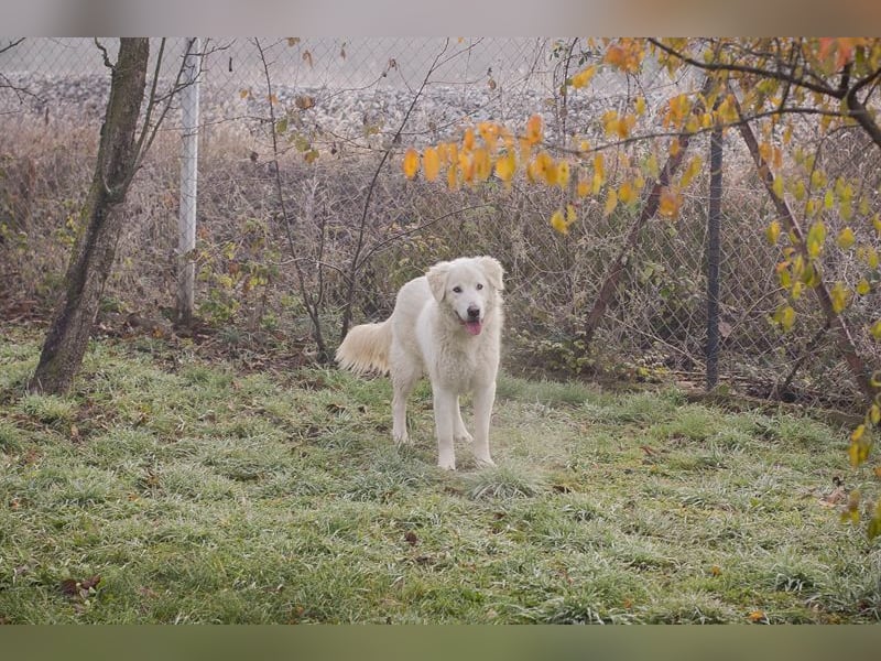 MAROS - das freundliche Kerlchen freut sich auf tolle Abenteuer mit seiner Familie!