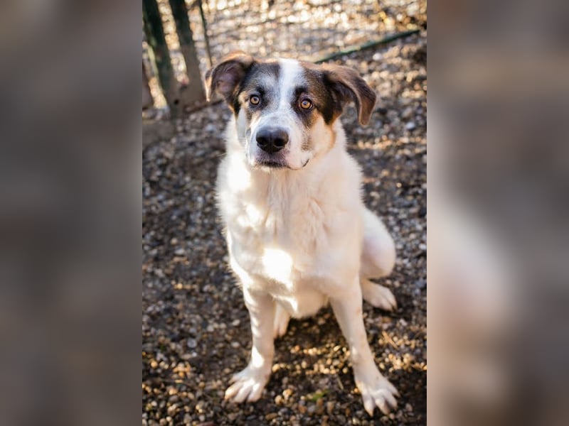 MARLON - der große und starke liebe Junge sucht eine unternehmungslustige Familie