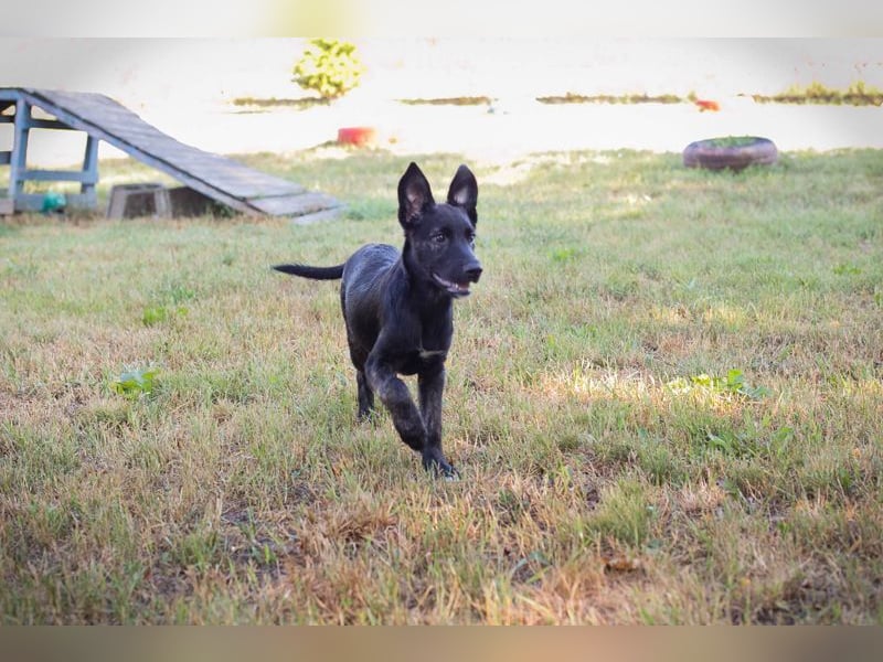Welpe SAVANNAH - wer möchte mit mir lernen, spielen, kuscheln und mich nie mehr alleine lassen?
