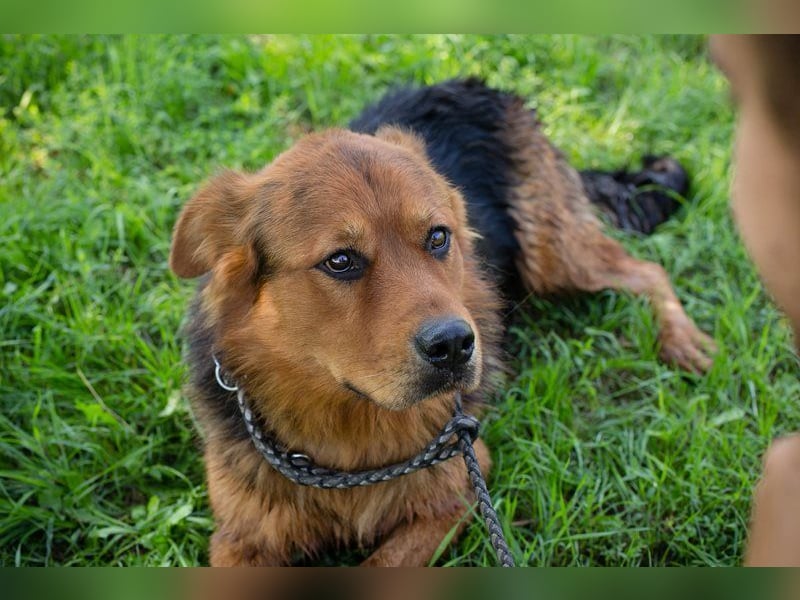 MILO - der schüchterne Rüde möchte noch die schönen Seiten des Hundelebens kennenlernen