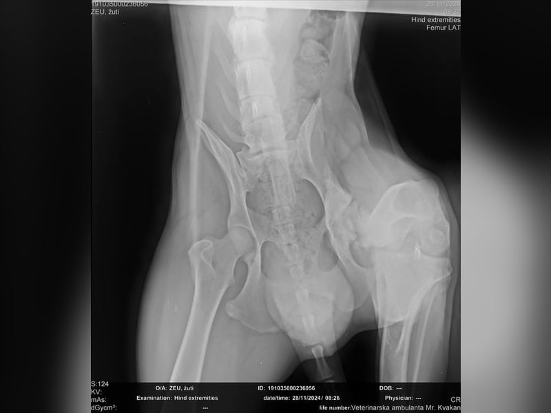 ELIJAH - der freundliche und aufgeschlossene Hundemann möchte geliebt und umsorgt werden
