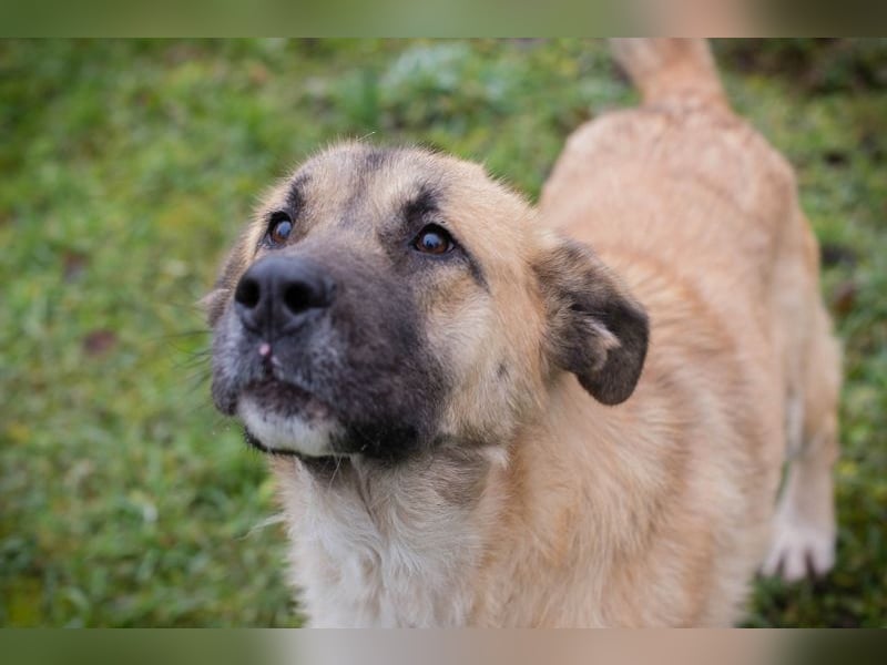 SERINA - die hübsche Maus freut sich auf tolle Abenteuer mit ihren Menschen!