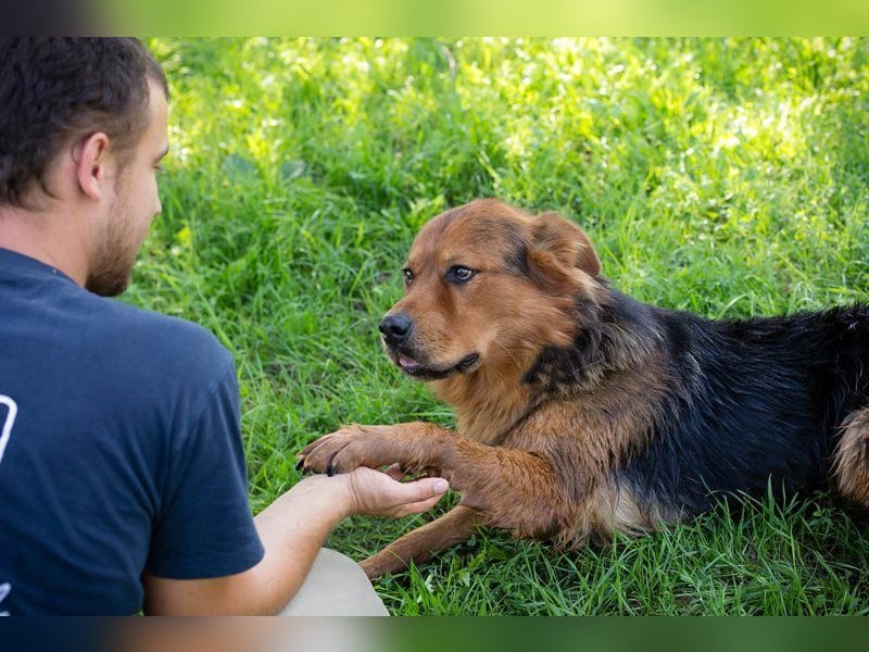 MILO - der schüchterne Rüde möchte noch die schönen Seiten des Hundelebens kennenlernen