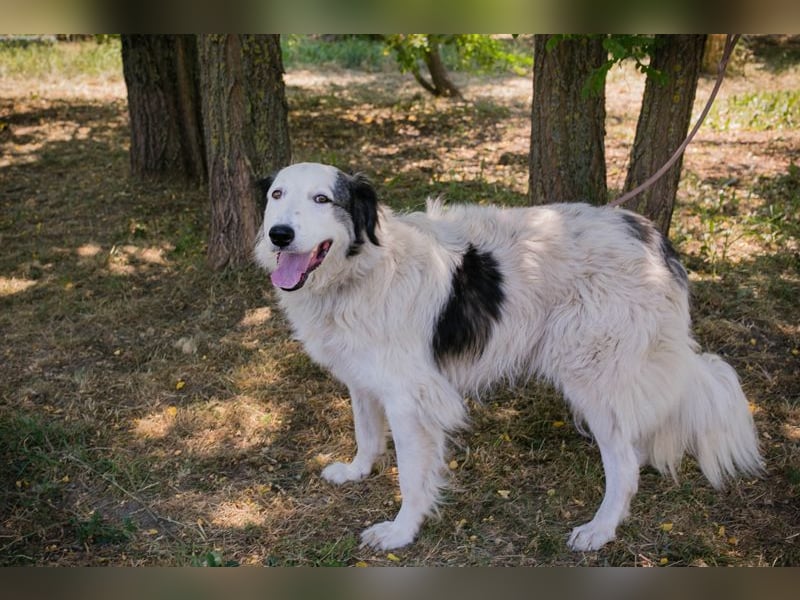Sophie ist eine Herdenschutzhündin. Hier sollte etwas Erfahrung mit dieser Hunderasse vorhanden sein