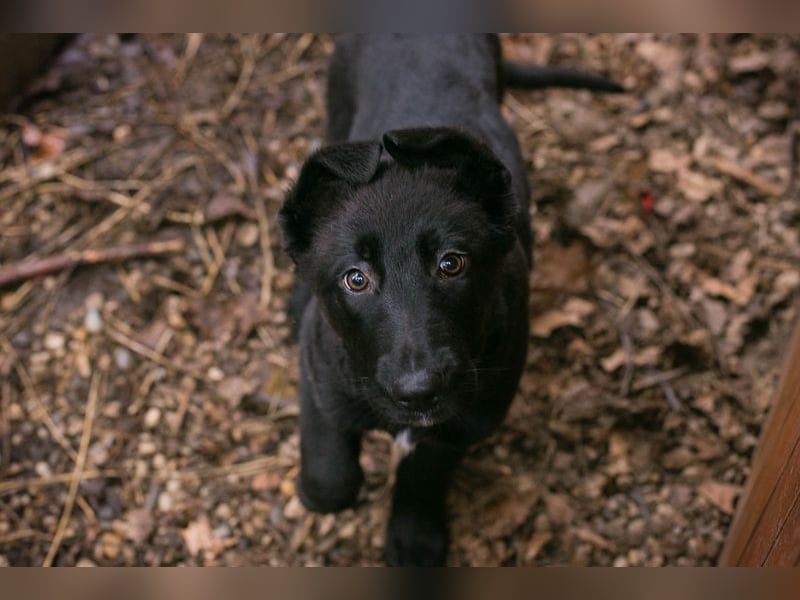 Welpe NERINO - der süße Racker freut sich auf spannende Abenteuer mit seinen Menschen!