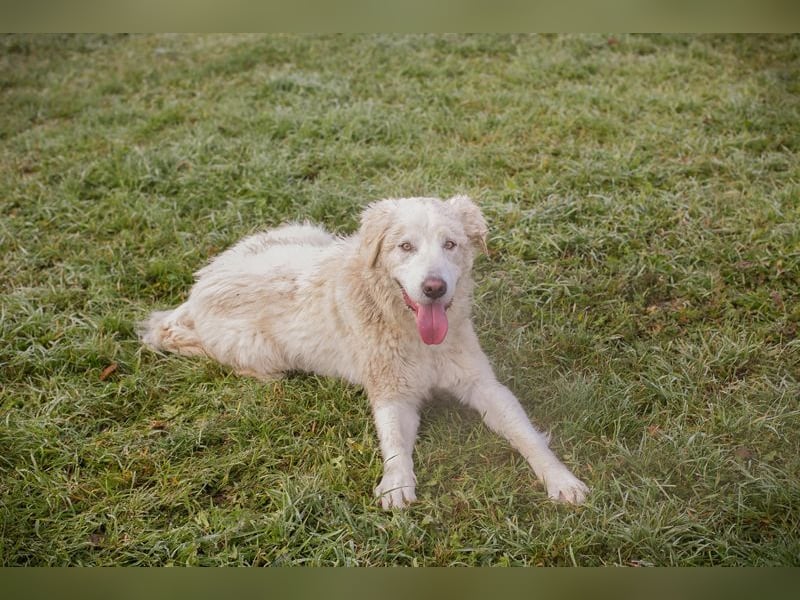 MAROS - das freundliche Kerlchen freut sich auf tolle Abenteuer mit seiner Familie!