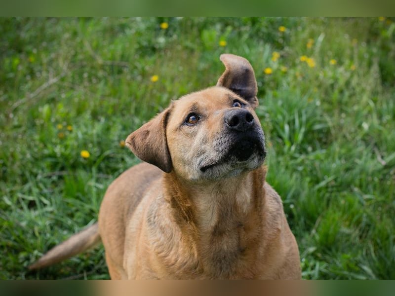 QUINCY - der ruhige + verschmuste große Rüde möchte das Leben zusammen mit seinen Menschen genießen