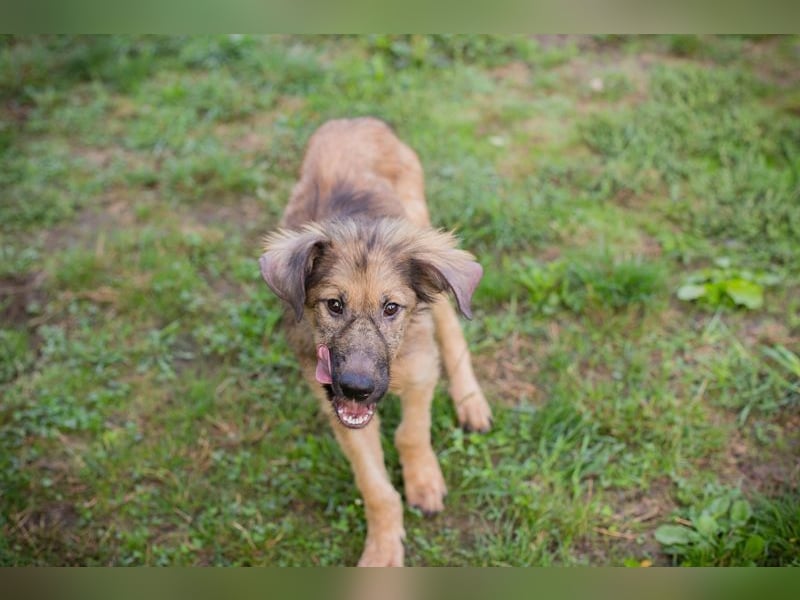 Welpe JOE - der süße Rüde freut sich auf tolle Abenteuer mit seiner Familie!