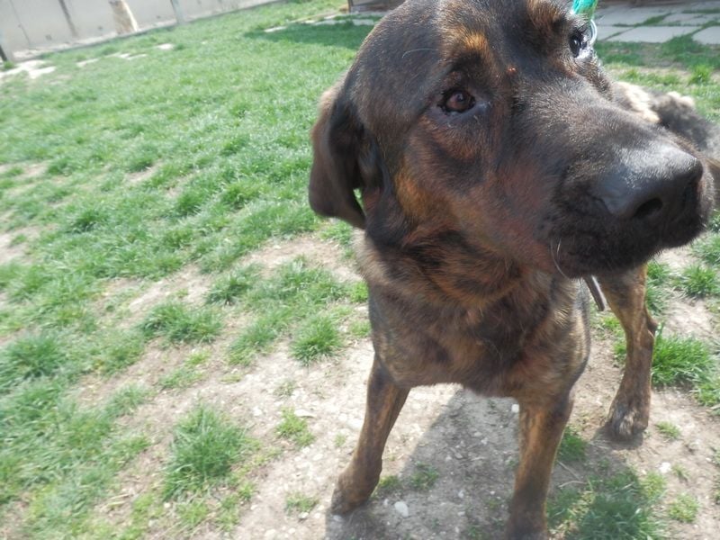 SHELL - Welche starke, erfahrene Hand zeigt mir das Leben?