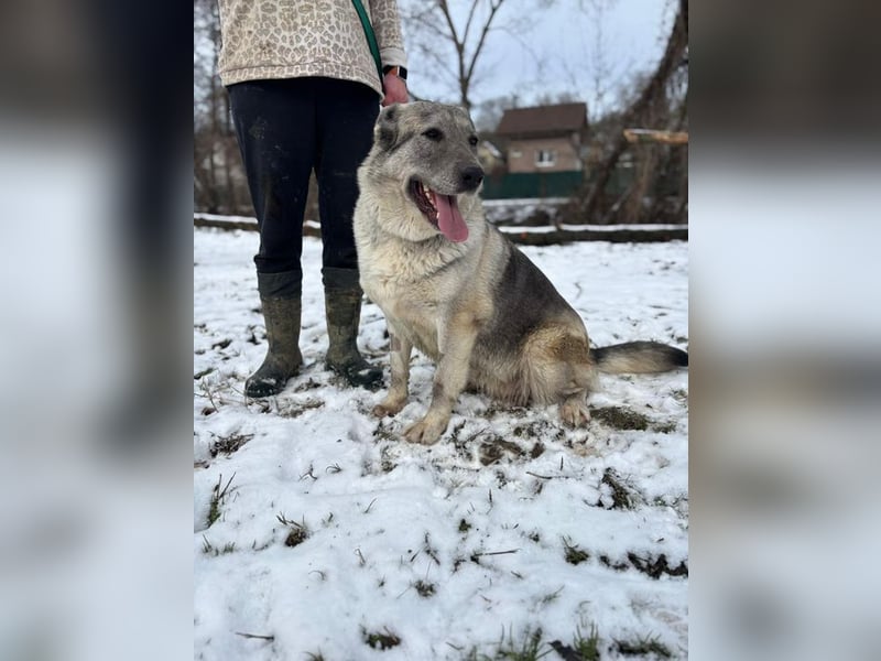 MULAN - wer zeigt der hübschen Maus, wie schön ein Hundeleben sein kann?