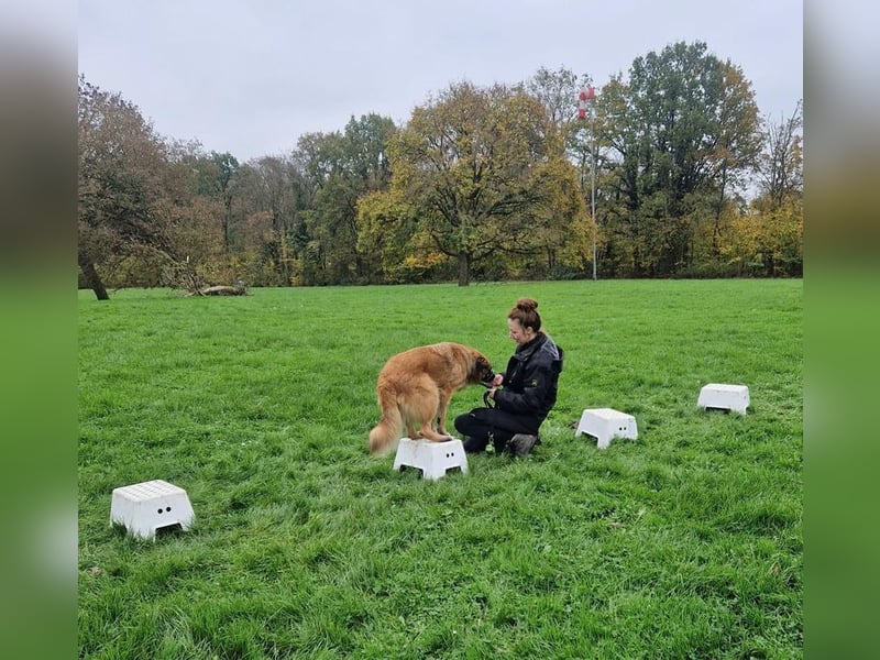 BENJI - der sensible und verschmuste Riese sucht ein hundeerfahrenes neues Zuhause!