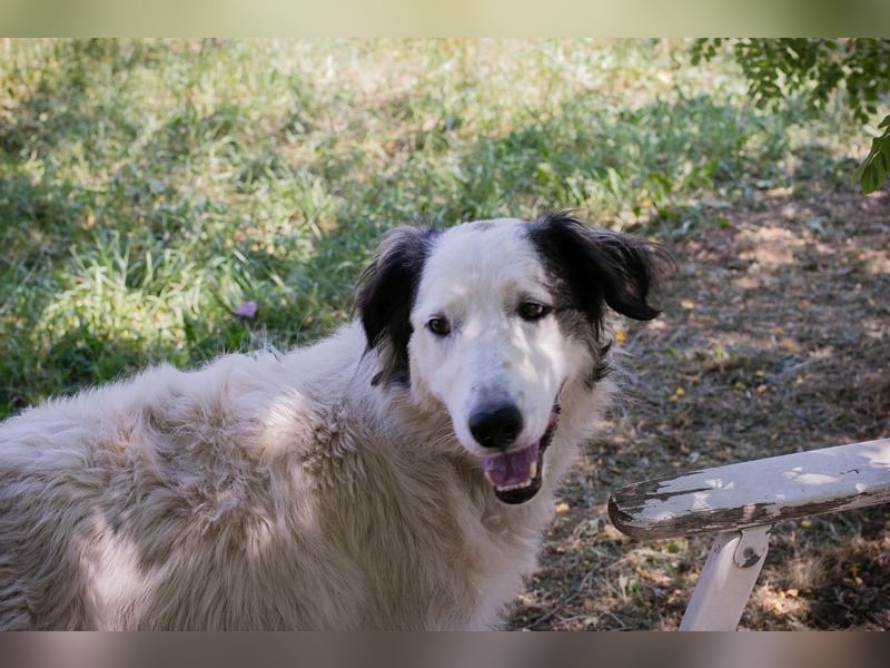 Sophie ist eine Herdenschutzhündin. Hier sollte etwas Erfahrung mit dieser Hunderasse vorhanden sein