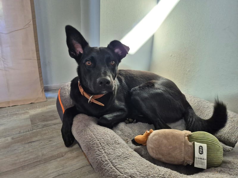 ROCKY - der Süße ist bereits in Deutschland. Zum Kennenlernen können Sie ihn gerne besuchen