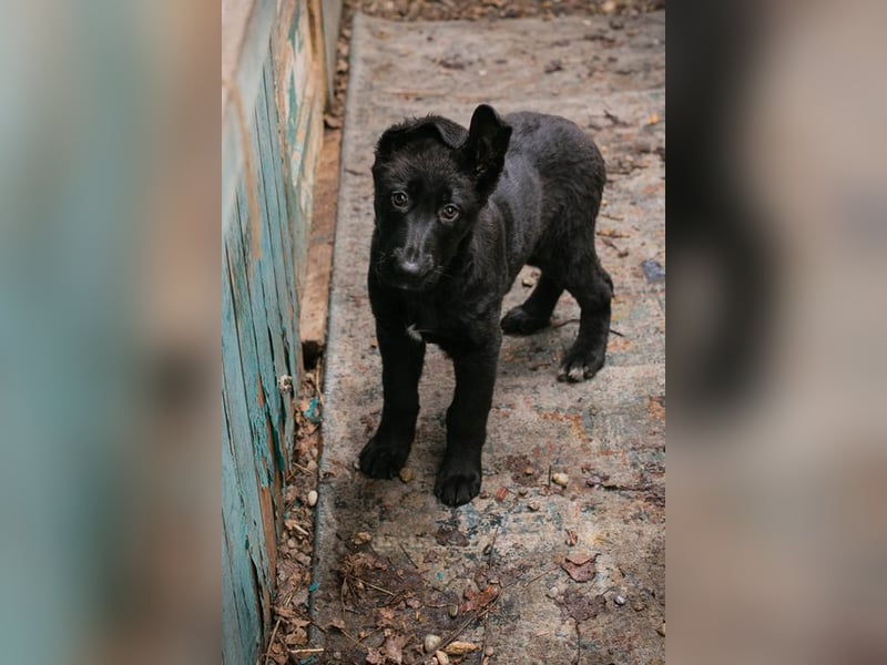 Welpe NERINO - der süße Racker freut sich auf spannende Abenteuer mit seinen Menschen!