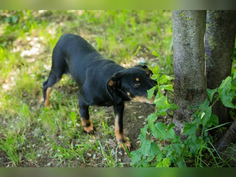 Welpe LESEDI - die aufgeweckte kleine Maus freut sich auf tolle Abenteuer mit ihren Menschen!