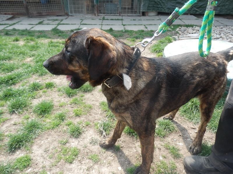 SHELL - Welche starke, erfahrene Hand zeigt mir das Leben?