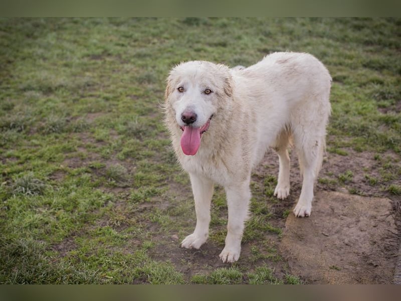 MAROS - das freundliche Kerlchen freut sich auf tolle Abenteuer mit seiner Familie!