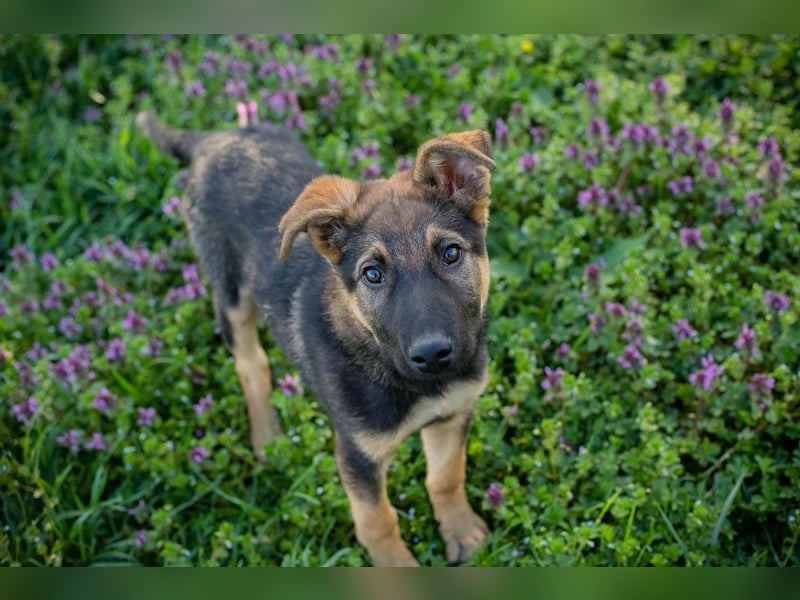 Welpe Chip-Nr. 2376638 - lernen, spielen, kuscheln - wer schenkt mir sein Herz?