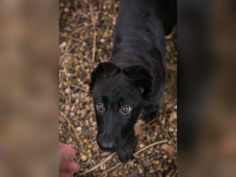 Welpe NERINO - der süße Racker freut sich auf spannende Abenteuer mit seinen Menschen!