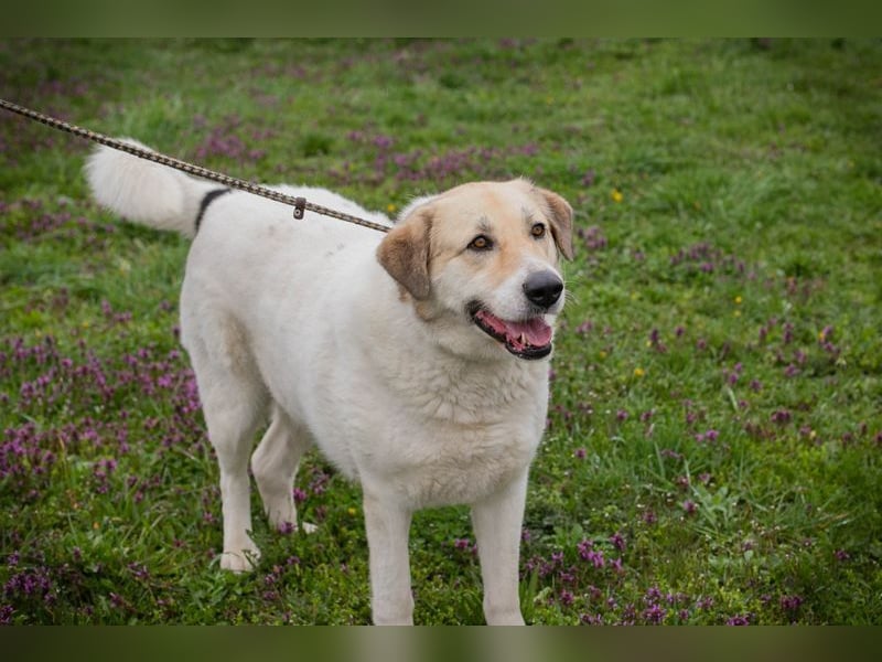 KAMILA - ruhige, nette und besonnene Herdenschutz-Mix-Hündin sucht erfahrene Familie
