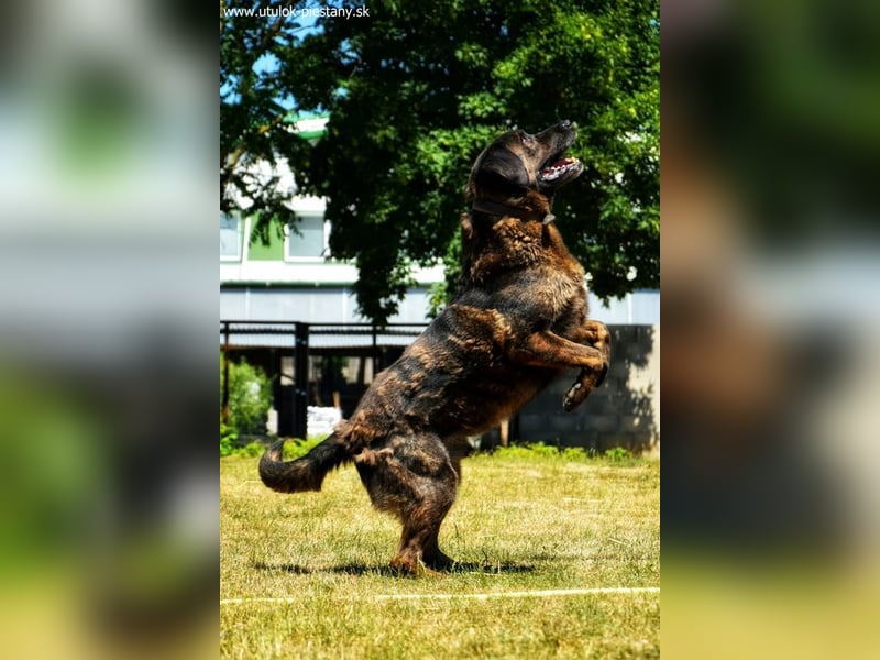 SHELL - Welche starke, erfahrene Hand zeigt mir das Leben?