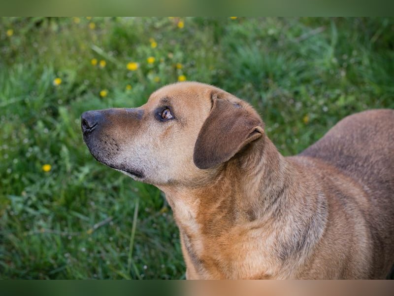 QUINCY - der ruhige + verschmuste große Rüde möchte das Leben zusammen mit seinen Menschen genießen