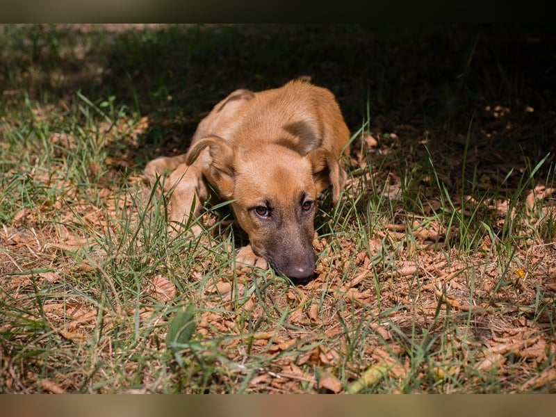 OZZY - wer möchte mit mir spielen, knuddeln und immer für mich da sein?