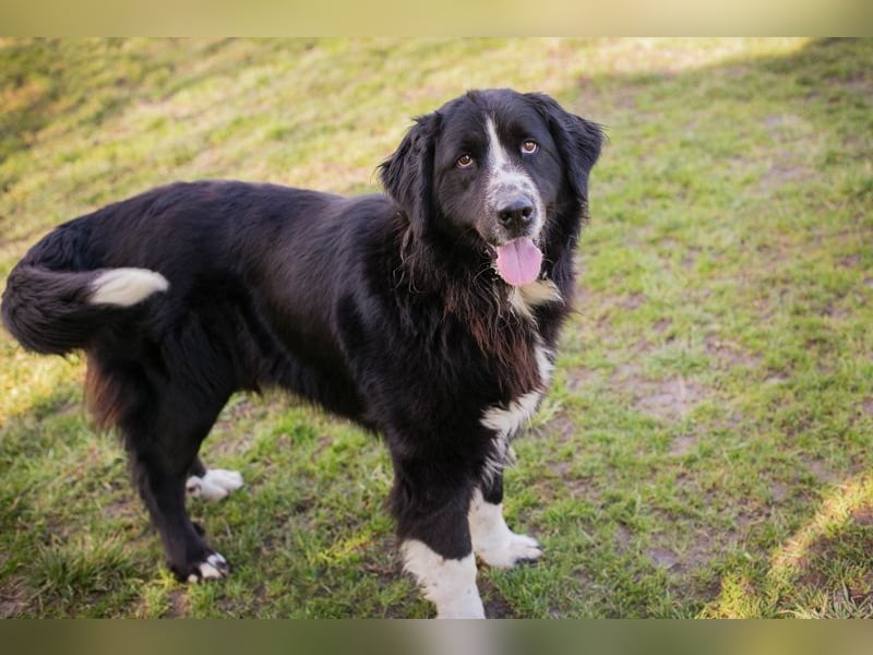 TOMMA - die kräftige und aktive Hündin sucht ein passendes Für-Immer Zuhause!