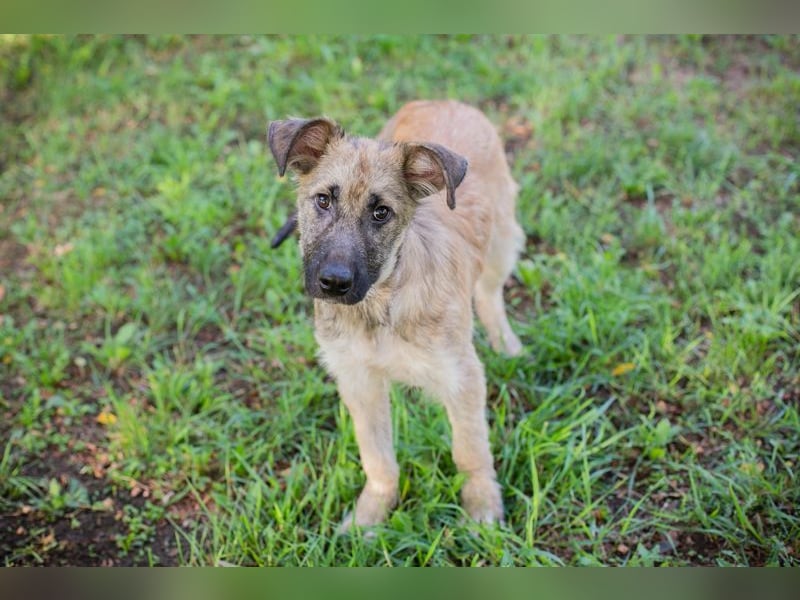 Welpe KALEO - ich suche ein tolles Zuhause in dem ich ein vollwertiges Familienmitglied sein darf