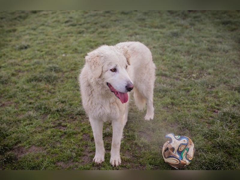 MAROS - das freundliche Kerlchen freut sich auf tolle Abenteuer mit seiner Familie!