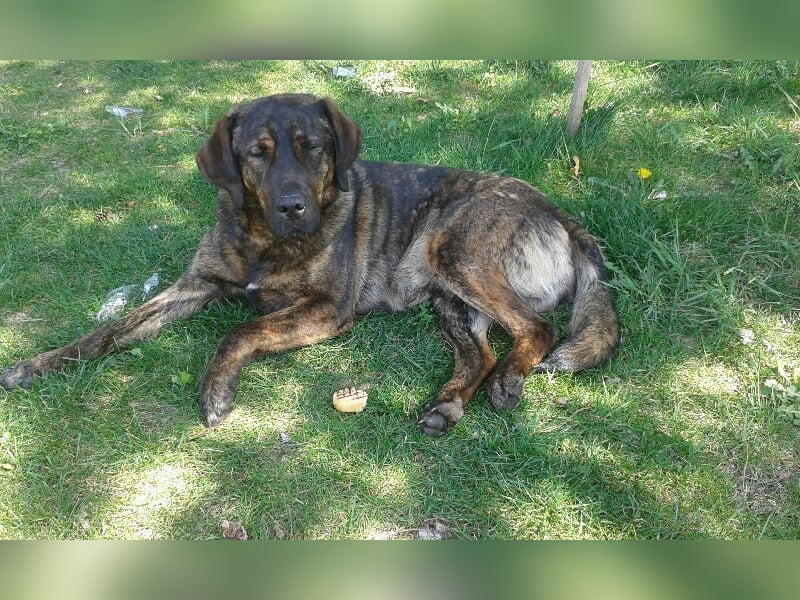 SHELL - Welche starke, erfahrene Hand zeigt mir das Leben?