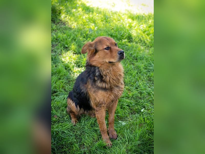 MILO - der schüchterne Rüde möchte noch die schönen Seiten des Hundelebens kennenlernen