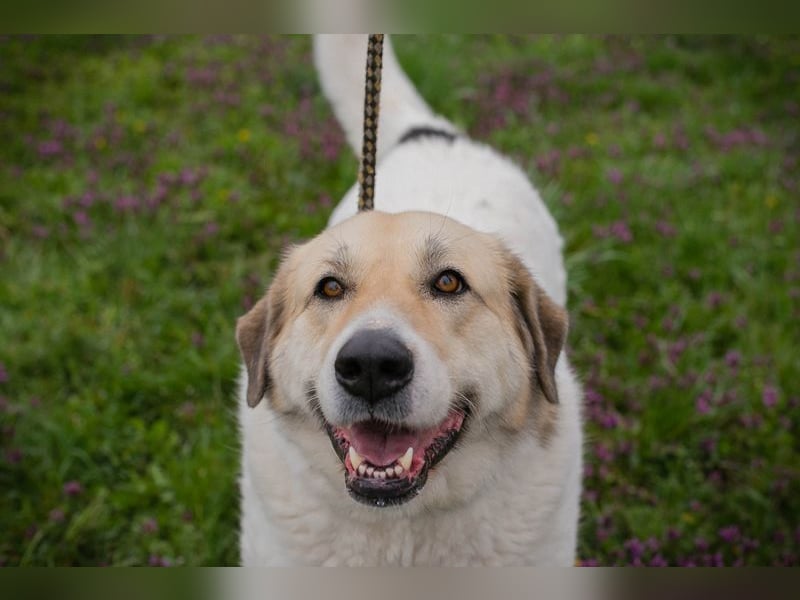 KAMILA - ruhige, nette und besonnene Herdenschutz-Mix-Hündin sucht erfahrene Familie