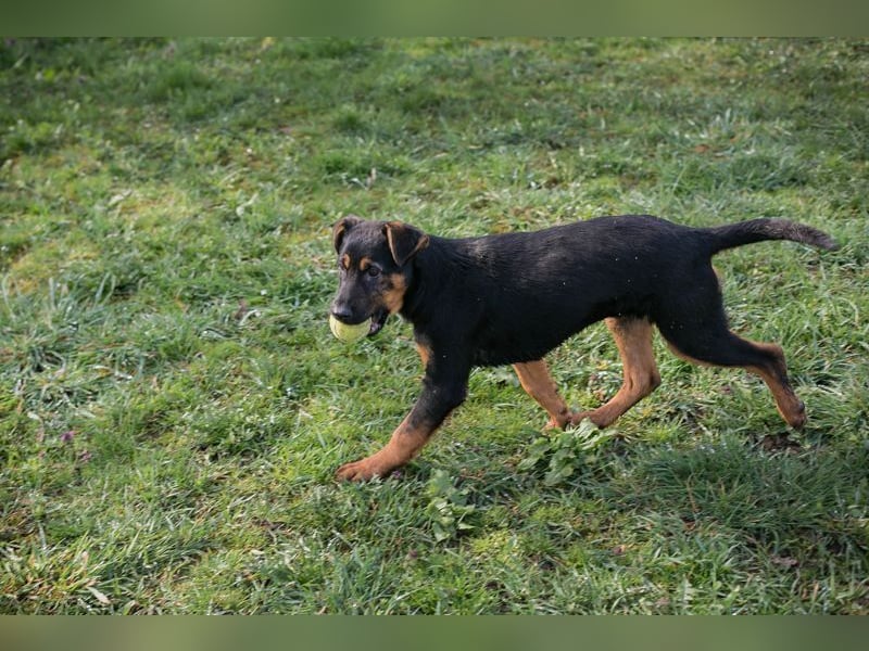 Welpe ABBY - ich suche eine Familie die mich liebt und niemals alleine lässt...