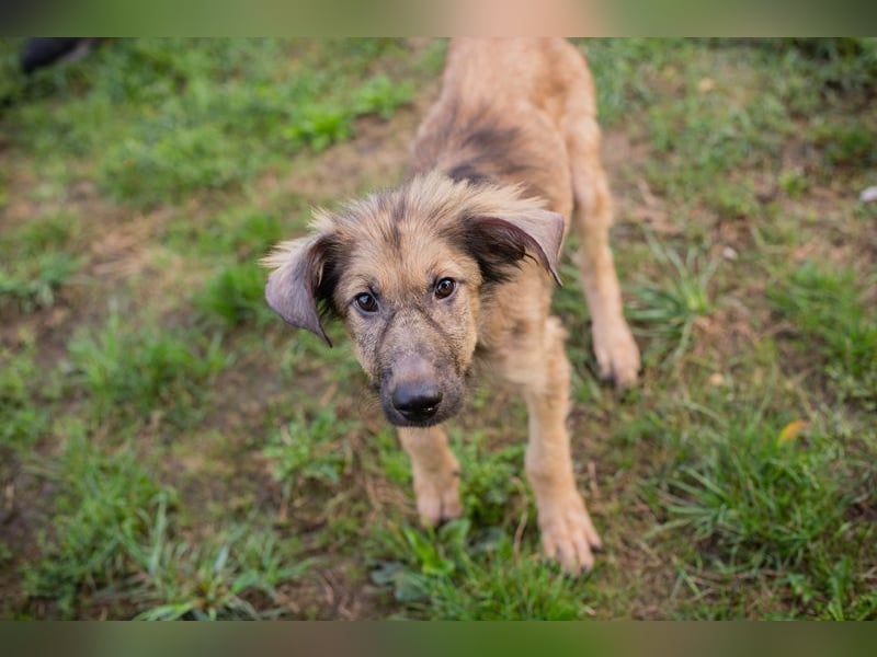 Welpe JOE - der süße Rüde freut sich auf tolle Abenteuer mit seiner Familie!