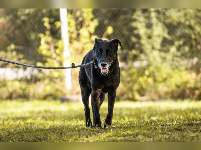 MINO - der nette Senior möchte so gerne noch mal seine Familie finden...