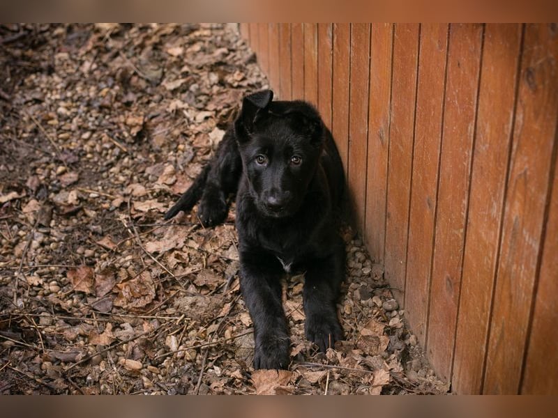 Welpe NERINO - der süße Racker freut sich auf spannende Abenteuer mit seinen Menschen!