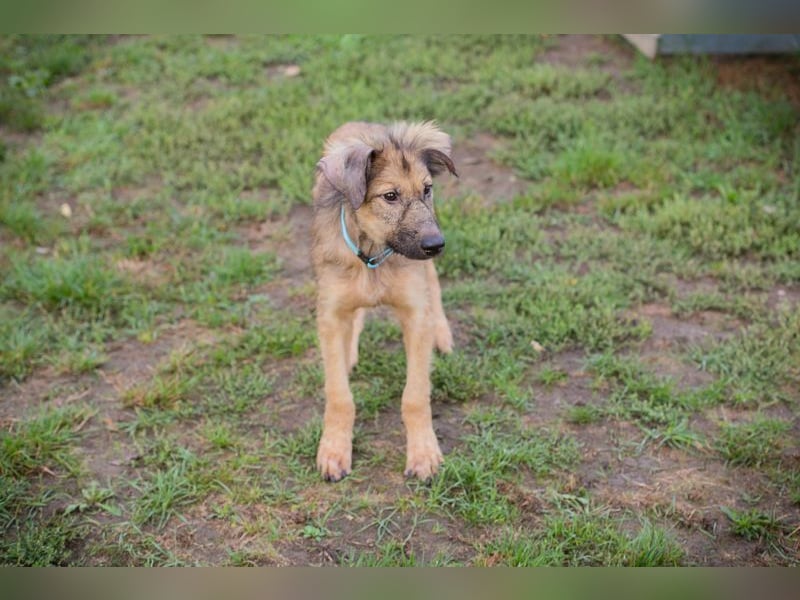 Welpe JOE - der süße Rüde freut sich auf tolle Abenteuer mit seiner Familie!