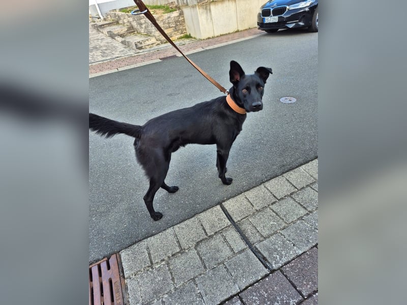 ROCKY - der Süße ist bereits in Deutschland. Zum Kennenlernen können Sie ihn gerne besuchen