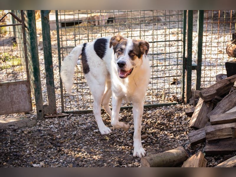 MARLON - der große und starke liebe Junge sucht eine unternehmungslustige Familie