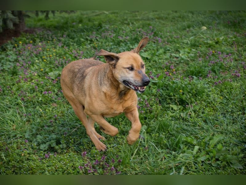 QUINCY - der ruhige + verschmuste große Rüde möchte das Leben zusammen mit seinen Menschen genießen