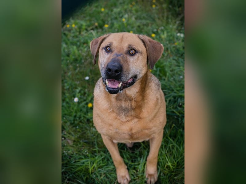 QUINCY - der ruhige + verschmuste große Rüde möchte das Leben zusammen mit seinen Menschen genießen