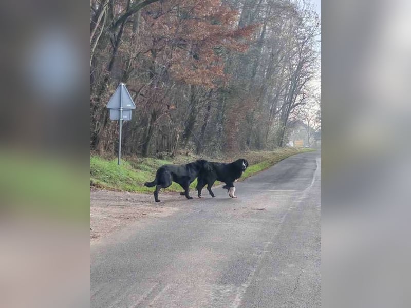 TOMMA - die kräftige und aktive Hündin sucht ein passendes Für-Immer Zuhause!