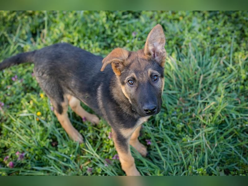 Welpe Chip-Nr. 2376638 - lernen, spielen, kuscheln - wer schenkt mir sein Herz?