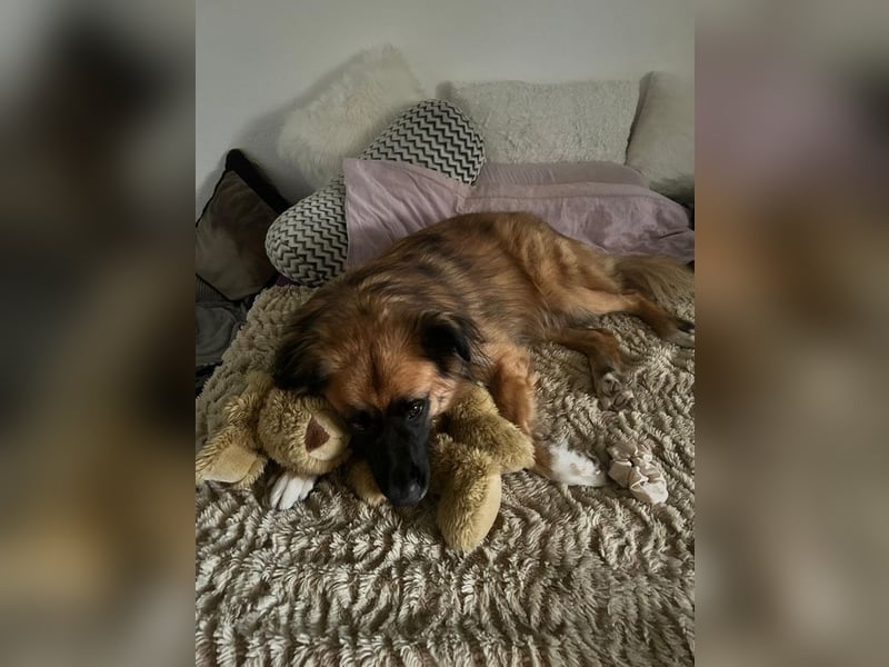 BENJI - der sensible und verschmuste Riese sucht ein hundeerfahrenes neues Zuhause!