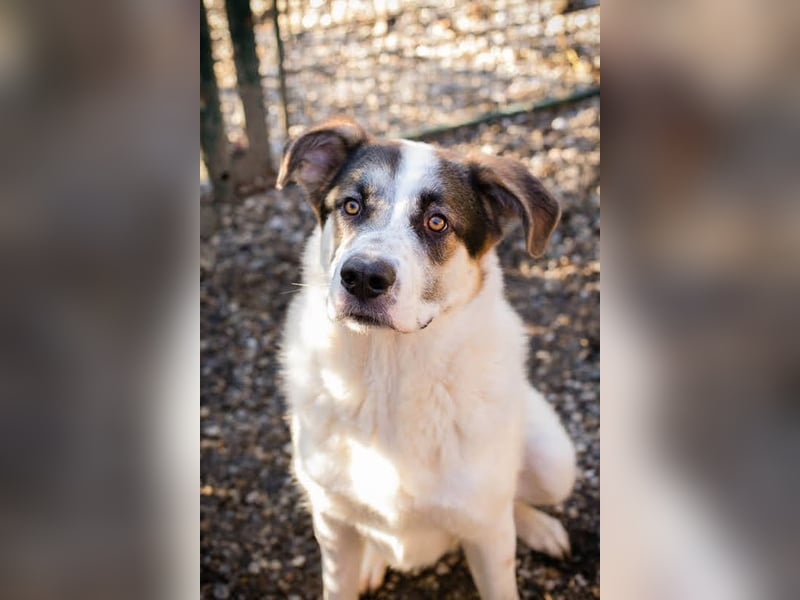 MARLON - der große und starke liebe Junge sucht eine unternehmungslustige Familie