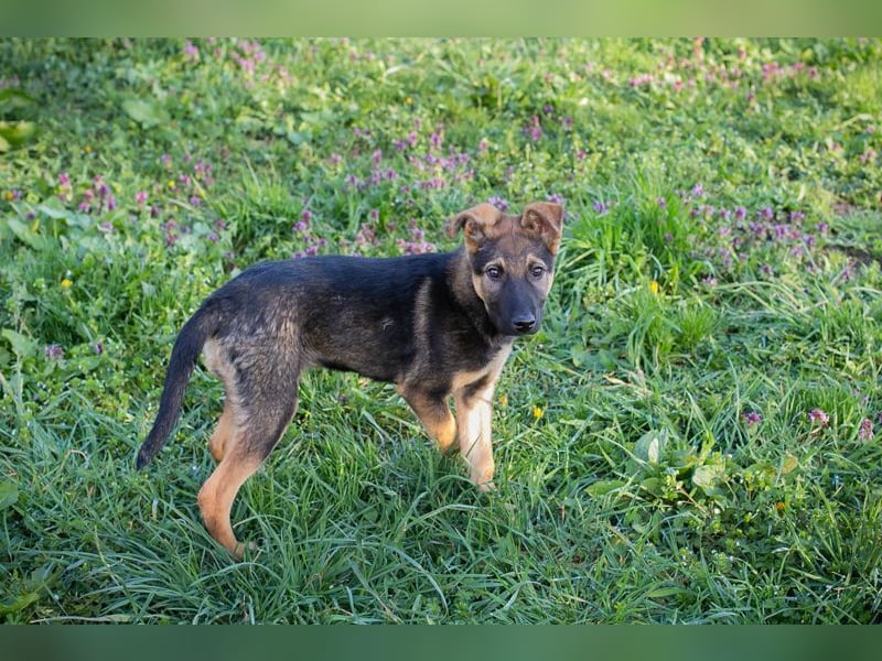 Welpe Chip-Nr. 2376638 - lernen, spielen, kuscheln - wer schenkt mir sein Herz?