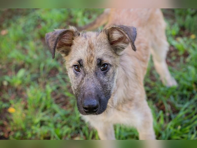 Welpe KALEO - ich suche ein tolles Zuhause in dem ich ein vollwertiges Familienmitglied sein darf